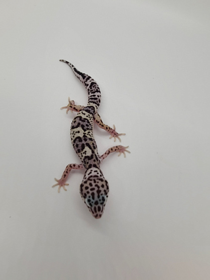 Эублефар Mack Snow het Hypo p/het Albino от магазина ExoLife