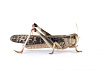 Саранча перелетная крупная ~6см (Locusta migratoria)