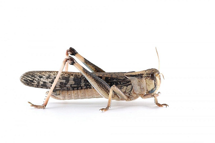 Саранча перелетная крупная ~6см (Locusta migratoria) от магазина ExoLife
