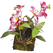 Декоративное растение "Hanging Orchid", розовое