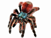 Птицеед (Avicularia versicolor)