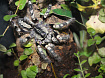 Майсурский орнаментальный птицеед (Poecilotheria striata)