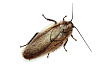 Мраморный таракан имаго ~3см (Nauphoeta Cinerea)