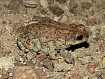Краснопятнистой жабовидная квакша (Phrynohyas venulosa)