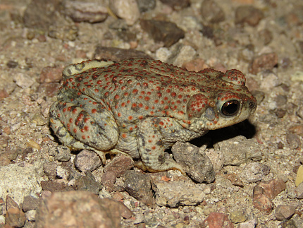 Краснопятнистой жабовидная квакша (Phrynohyas venulosa) от магазина ExoLife
