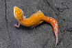 Эублефар Emerine Tremper Albino