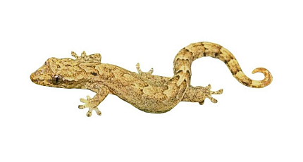 Траурный геккон (Lepidodactylus lugubris) от магазина ExoLife