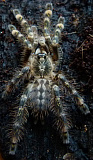 Высокогорный орнаментальный птицеед (Poecilotheria subfusca)