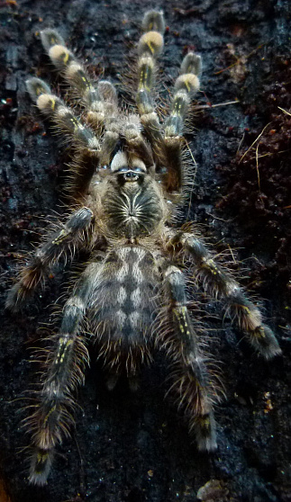 Высокогорный орнаментальный птицеед (Poecilotheria subfusca)