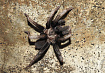 Индийский узорчатый птицеед (Chilobrachys fimbriatus)