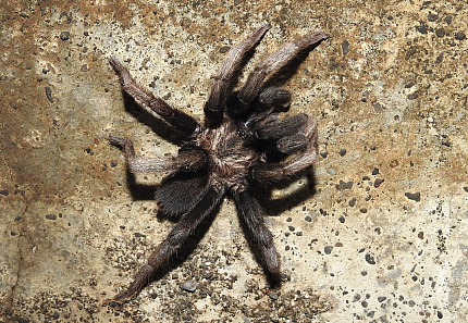 Индийский узорчатый птицеед (Chilobrachys fimbriatus)