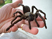 Птицеед (Cyriopagopus paganus)