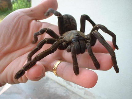 Птицеед (Cyriopagopus paganus) от магазина ExoLife