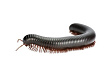 Гигантский чёрный красноногий кивсяк "Mardonius parilis Red Leg"