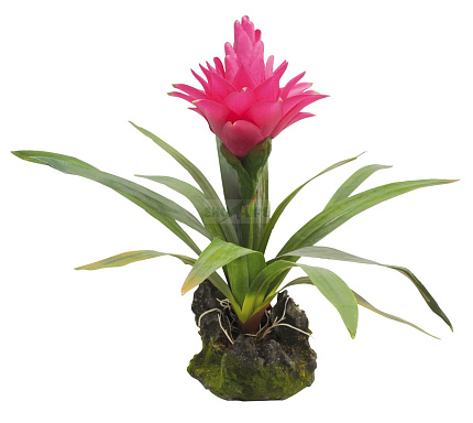 Растение для террариумов декоративное "Bromelia", 35см от магазина ExoLife