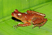 Шоколадно-белый веслоног (Nyctixalus pictus)