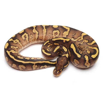 Королевский питон (Phantom Yellow Belly) от магазина ExoLife