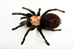 Птицеед (Brachypelma albiceps)