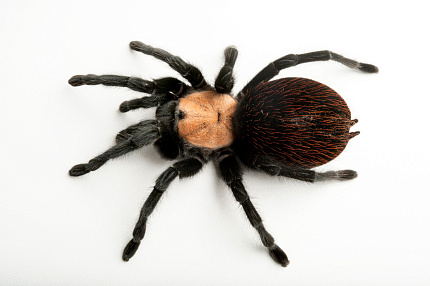 Птицеед (Brachypelma albiceps) от магазина ExoLife