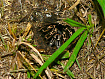 Коста-риканский полосатый птицеед (Aphonopelma seemanni)