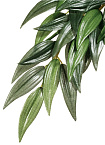 Тропическое растение EX Jungle Plants Рускус, 55х25см