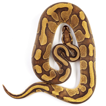 ПОД ЗАКАЗ: Королевский питон Python regius (Enchi Copper) от магазина ExoLife