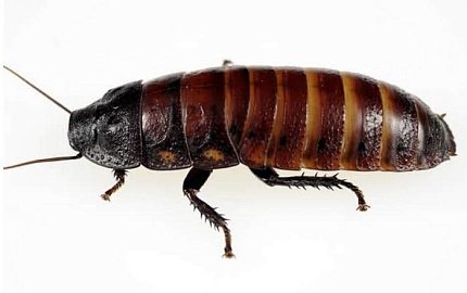 Таракан мадагаскарский (Gromphadorhina portentosa) от магазина ExoLife