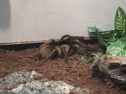 Желтоколенный скелетный птицеед (Ephebopus murinus)