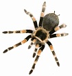 Птицеед (Brachypelma hamorii)