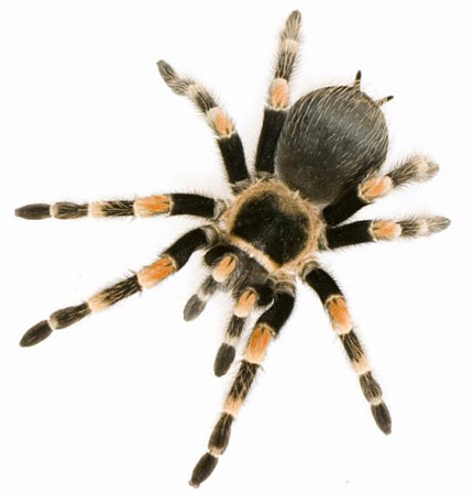 Птицеед (Brachypelma hamorii) от магазина ExoLife