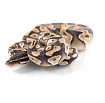 Королевский питон (Mojave)