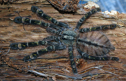Красноногий орнаментальный птицеед (Poecilotheria rufilata)
