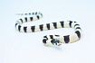 Калифорнийская королевская змея Banded
