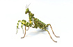 Богомол дьявольский цветок (Blepharopsis mendica)