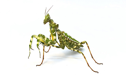 Богомол дьявольский цветок (Blepharopsis mendica) от магазина ExoLife