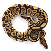 ПОД ЗАКАЗ: Королевский питон Python regius (Trick)