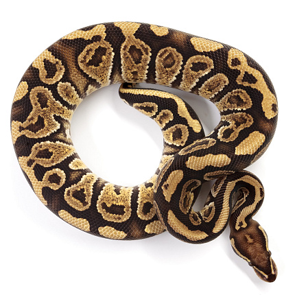 ПОД ЗАКАЗ: Королевский питон Python regius (Trick) от магазина ExoLife