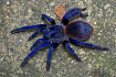 Птицеед (Pterinopelma sazimai)