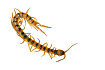 Кольчатая сколопендра (Scolopendra cingulata)