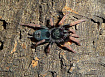 Птицеед  (Kochiana brunnipes)