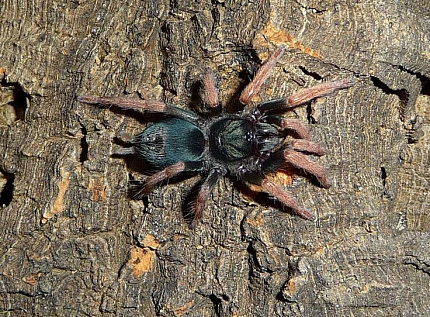Птицеед  (Kochiana brunnipes) от магазина ExoLife