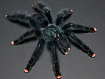 Птицеед Авикулярия обыкновенная (Avicularia avicularia)