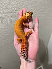 Эублефар Orange Tangerine