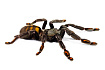 Птицеед (Psalmopoeus irminia)