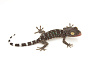 Геккон токи (Gekko gekko)