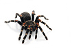 Птицеед (Brachypelma auratum)