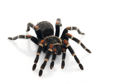 Птицеед (Brachypelma auratum) от магазина ExoLife