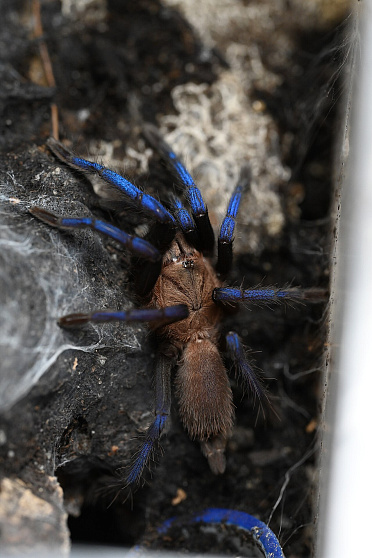 Птицеед (Birupes simoroxigorum)