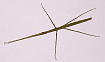 Аннамский палочник (Baculum extradentatum)