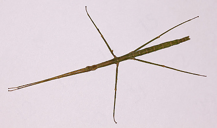 Аннамский палочник (Baculum extradentatum) от магазина ExoLife